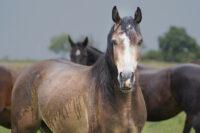 Rain Scald in Horses: A Common Bacterial Infection of the Skin