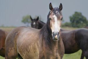 Rain Scald in Horses: A Common Bacterial Infection of the Skin