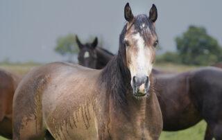 Rain Scald in Horses