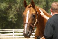 Sucralfate for Horses with Ulcers: How it Works & When to Use