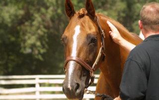 Sucralfate for Horses with Ulcers