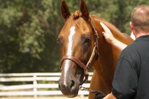 Sucralfate for Horses with Ulcers