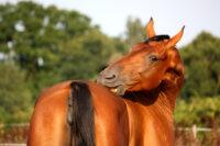 Managing Sweet Itch in Horses: Causes, Symptoms & Treatment