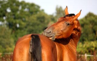 Sweet Itch in Horses