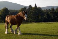 Chronic Progressive Lymphedema (CPL) in Horses – [Symptoms & Treatment]