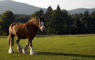 Chronic Progressive Lymphedema in Horses