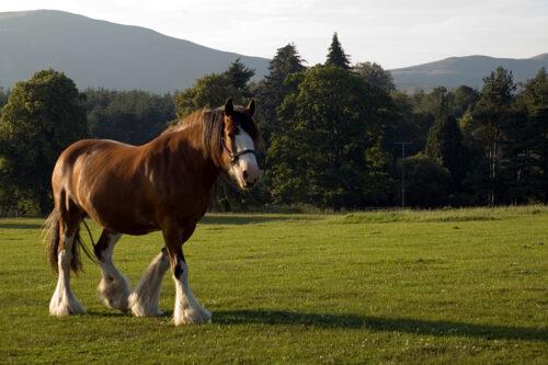 Chronic Progressive Lymphedema in Horses