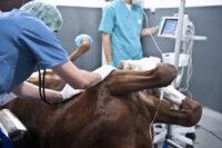 Colic Surgery in Horses: Indications, Procedure & Recovery Time