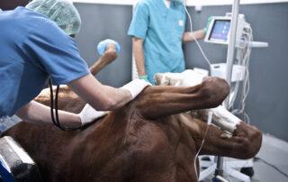 Colic Surgery for Horses