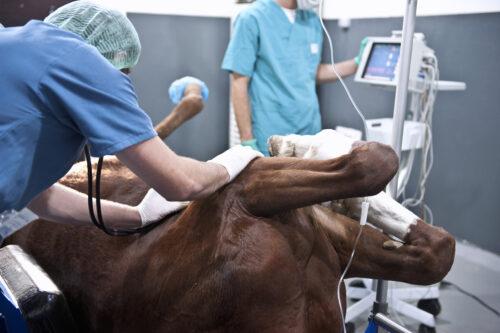 Colic Surgery for Horses