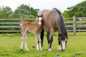 Colostrum for Newborn Foals: Benefits, Characteristics & Milk Replacers