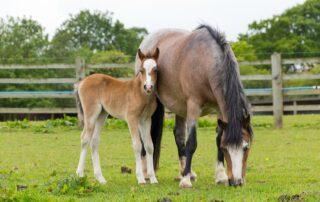 Colostrum for Foals