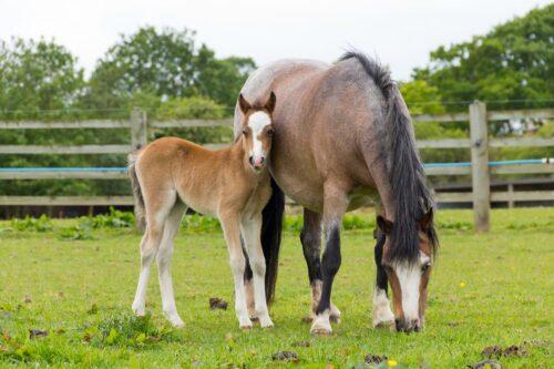 Colostrum for Foals