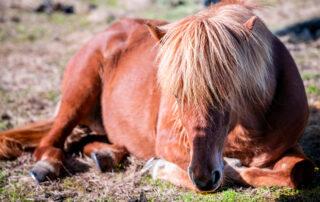 Equine Anemia