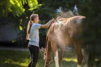 Equine Anhidrosis: Causes, Signs and Treatment