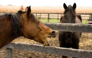 Equine Choke Treatment