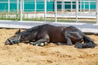 Equine Motor Neuron Disease: Causes, Treatment & Vitamin E Supplementation