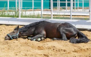 Equine Motor Neuron Disease