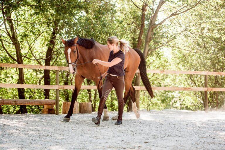 Exercises to Improve Your Horse's Topline
