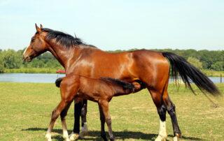 How to Feed Lactating Mare