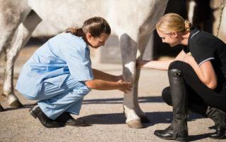 Lameness Exams for Horses