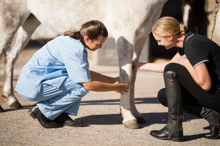 Lameness Exams for Horses