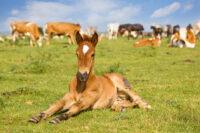 Rotavirus in Foals: Symptoms, Treatment and Prevention