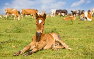 Rotavirus in Foals