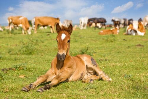 Rotavirus in Foals