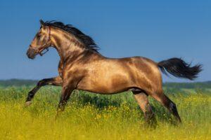 Coat Color in Horses: How to Prevent Fading & Support Coat Quality