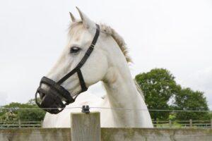 Grazing Muzzles for Horses and Ponies – [How & When to Use]
