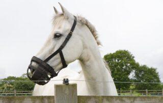 Grazing Muzzles for Horses