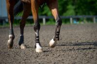 Hock Lameness in Horses: Causes, Signs & Treatments of Hock Problems