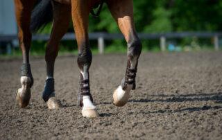 Hock Lameness in Horses