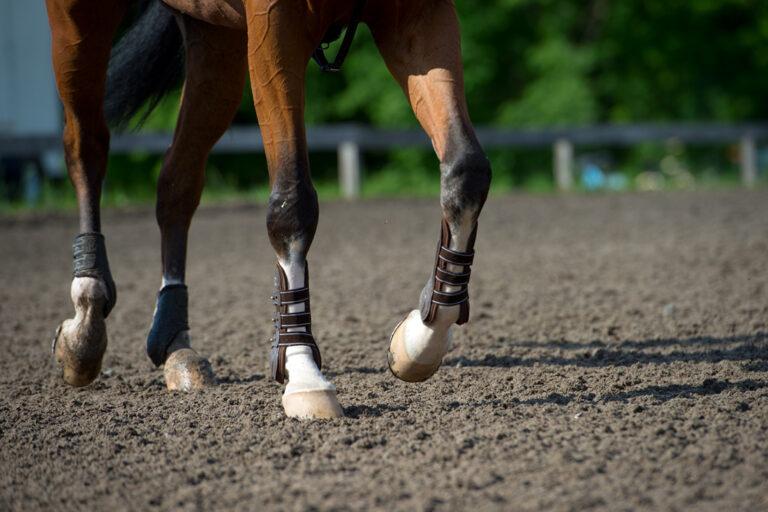 Hock Lameness in Horses