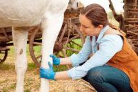 Knee Lameness and Pain in Horses: Causes, Treatment & Prevention