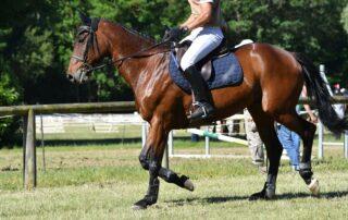 Misoprostol for Horses with Ulcers