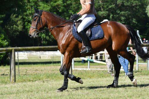 Misoprostol for Horses with Ulcers