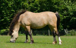 Signs of Insulin Resistance in Horses