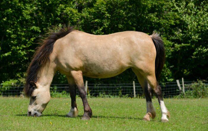 Top 8 Signs of Insulin Resistance (IR) in Horses – [List]