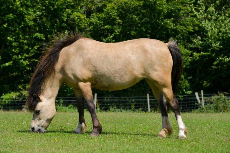 Signs of Insulin Resistance in Horses