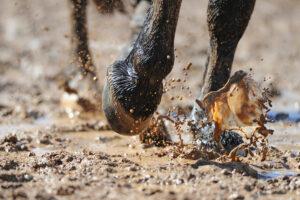 Thrush in Horses: Causes, Signs & Treatment of this Hoof Infection