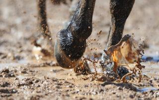 Thrush Infection in Horses