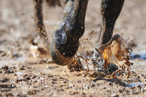 Thrush Infection in Horses