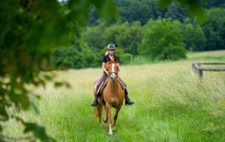 Thumps in Horses