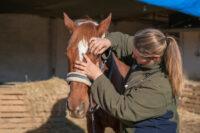 Uveitis in Horses – Causes, Signs, Diagnosis & Treatment
