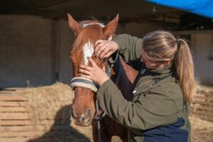 Uveitis in Horses – Causes, Signs, Diagnosis & Treatment