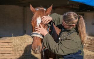 Uveitis in Horses Signs and Symptoms