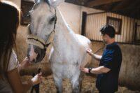 Equine Wobbler Syndrome: Causes, Signs, Diagnosis & Treatment
