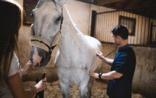 Wobblers Syndrome in Horses